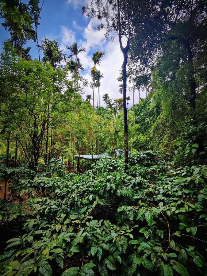 Wooden Cottages Glen Wayanad Meppādi Exterior foto